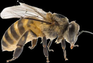 Bee Png Photo Background - Bee Png, Transparent Png PNG image with transparent background