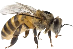 Honeybee Isolatedon Transparent Background PNG Image