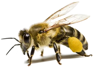 Honeybee With Pollen Basket PNG Image