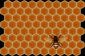 Honeycomband Bee Illustration PNG image with transparent background