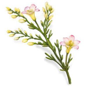 Hopeful Freesia Png Wjj PNG Image