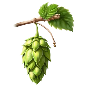 Hops Branch Sketch Png 88 PNG Image