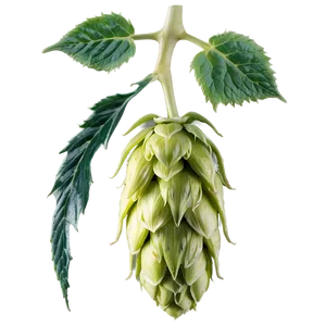 Hops Buds Detail Png Ids PNG Image