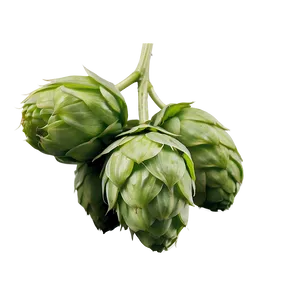 Hops Buds Detail Png Wjk PNG Image