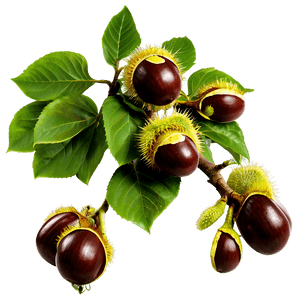 Horse Chestnut PNG pjp95 PNG with transparent background