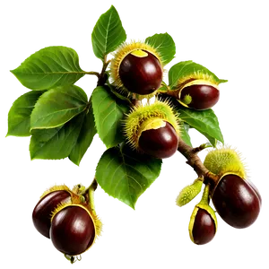 Horse Chestnut Png Pjp95 PNG Image
