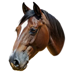 Horse Head A PNG Image