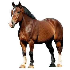 Horse Images B PNG Image