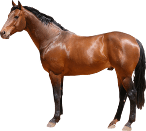 Horse Png Free Image Download - Horse Png, Transparent Png PNG image with transparent background