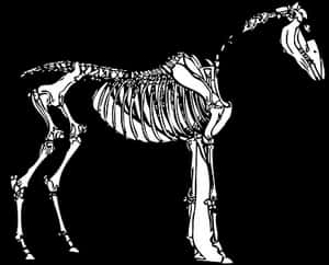 Horse Skeleton Illustration PNG image with transparent background