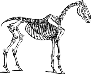 Horse Skeleton Illustration PNG Image