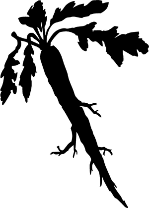 Horseradish Plant Silhouette PNG with transparent background