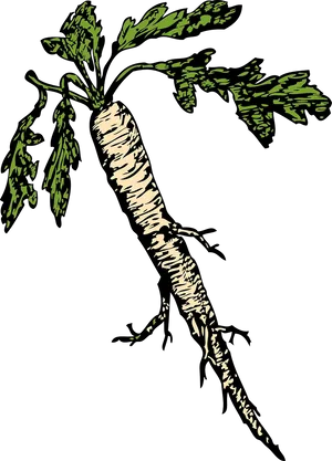 Horseradish Root Illustration PNG Image