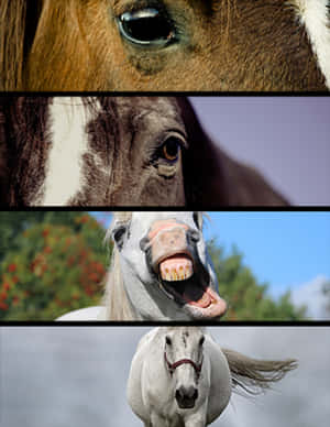 Horses Collage Expressions.jpg PNG image with transparent background