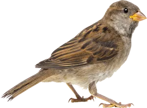 House Sparrow Side View.png PNG Image