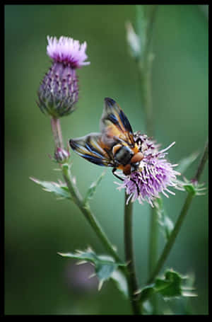 Hoverflyon Thistle Flower.jpg PNG image with transparent background