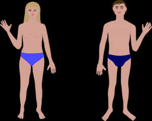 Human Anatomy Basic Maleand Female Figures PNG with transparent background