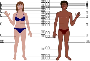 Human Anatomy Comparison Chart PNG Image