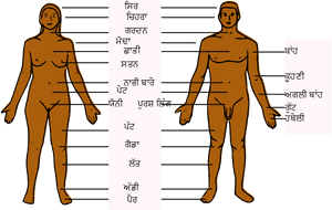 Human Body Parts Pa - Body Parts Of Boy, HD Png Download PNG image with transparent background