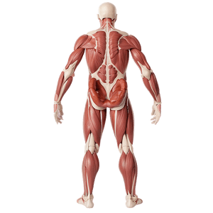 Human Anatomy Diagram PNG 05242024 PNG image with transparent background