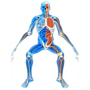 Human Anatomy Diagram PNG kbu PNG image with transparent background