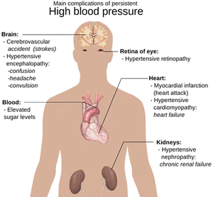 Human Anatomy Internal Organs Illustration PNG Image