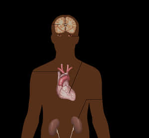 Human Anatomy Internal Organs Illustration PNG image with transparent background