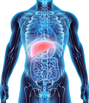 Human Anatomy Liver Highlighted PNG with transparent background