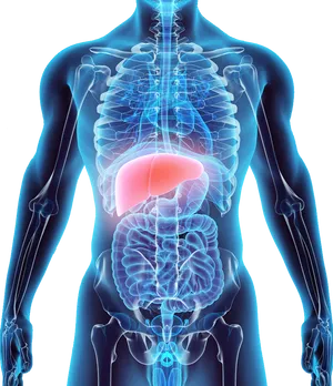 Human Anatomy Liver Highlighted PNG Image