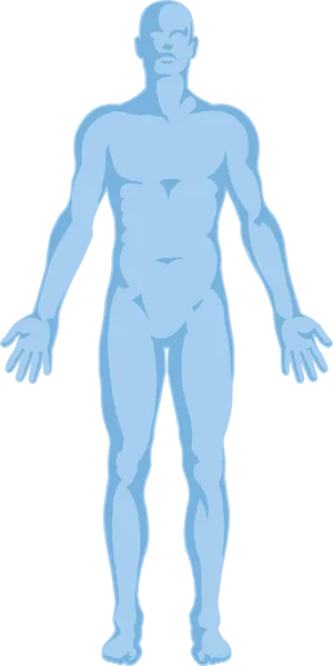 Human Anatomy Outline PNG Image