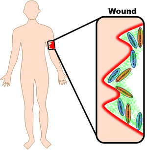 Human Body Healing Wound, HD Png Download PNG with transparent background