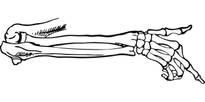 Human Arm Bones Black Background PNG Image