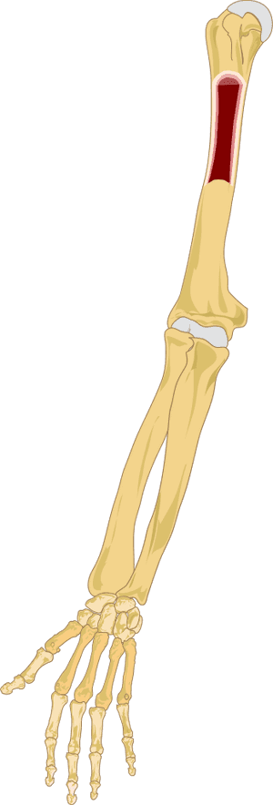 Bone Marrow In Arm, HD Png Download PNG