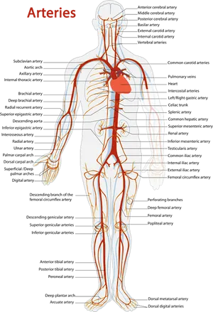 Human_ Arterial_ System_ Illustration PNG Image