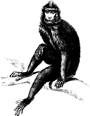 Human Behavior,art,fur - Baboon Chimpanzee Gorilla, HD Png Download PNG image with transparent background