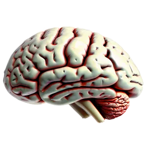 Human Brain A PNG Image