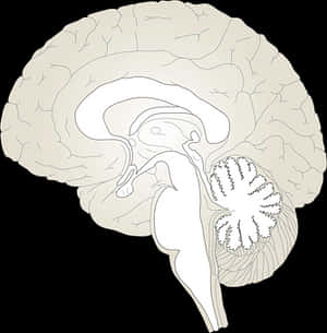 Human Brain Anatomy Illustration PNG image with transparent background