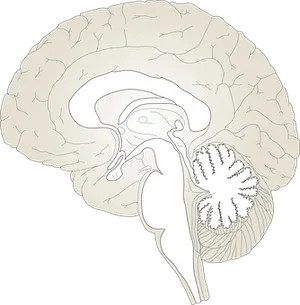 Human Brain Anatomy Illustration PNG Image