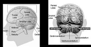 Human Brain Anatomy Illustration PNG image with transparent background
