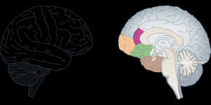Human Brain Anatomy Illustration PNG image with transparent background