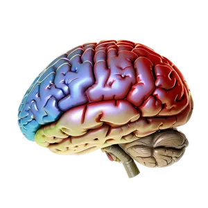 Human Brain And Consciousness Png Dmo PNG Image