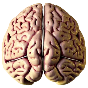 Human Brain C PNG Image