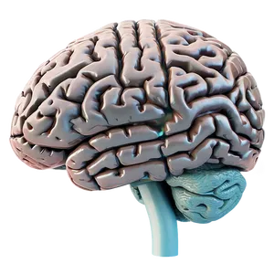 Human Brain Connection Map Png Lya68 PNG Image