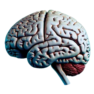 Human Brain Emotional Centers Png Mcu91 PNG Image