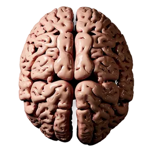 Human Brain Health Tips Png Nsp PNG Image