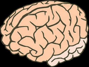 Human Brain Illustration PNG image with transparent background
