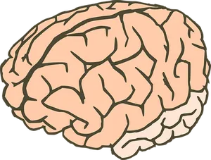 Human Brain Illustration PNG Image