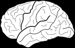 Human Brain Illustration PNG image with transparent background