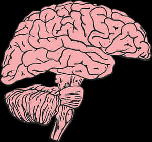 Human Brain Illustration PNG image with transparent background
