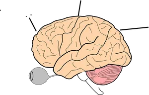 Human Brain Illustration PNG Image